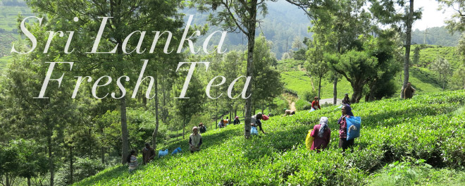 Sri Lanka Tea Story